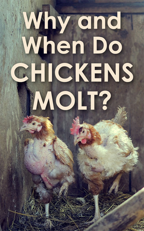 Why and When Do Chickens Molt? Backyard Poultry